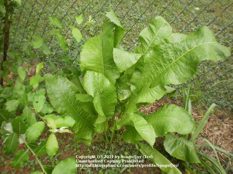 Photo of Horseradish (Armoracia rusticana) uploaded by SongofJoy