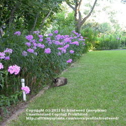 Location: My back yard, Arlington, Texas.
Date: Summer 2000
A bed of Phlox in the back yard with my cat Angel.