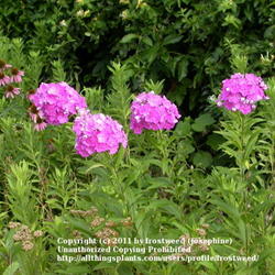 Location: My yard in Arlington, Texas.
Date: Summer 2000
A group of blooms on my wildflower area.