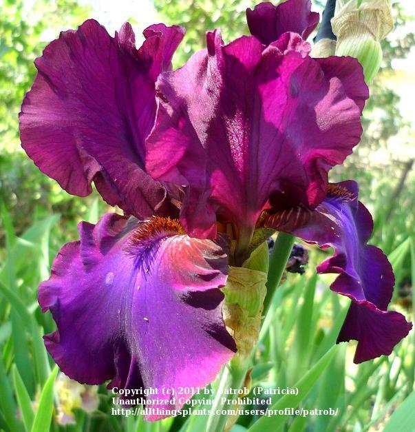 Photo of Tall Bearded Iris (Iris 'Grape Expectations') uploaded by patrob