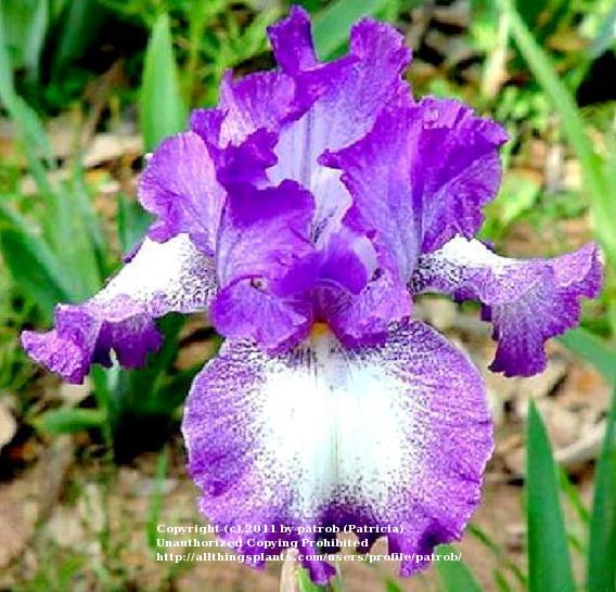 Photo of Tall Bearded Iris (Iris 'Jesse's Song') uploaded by patrob