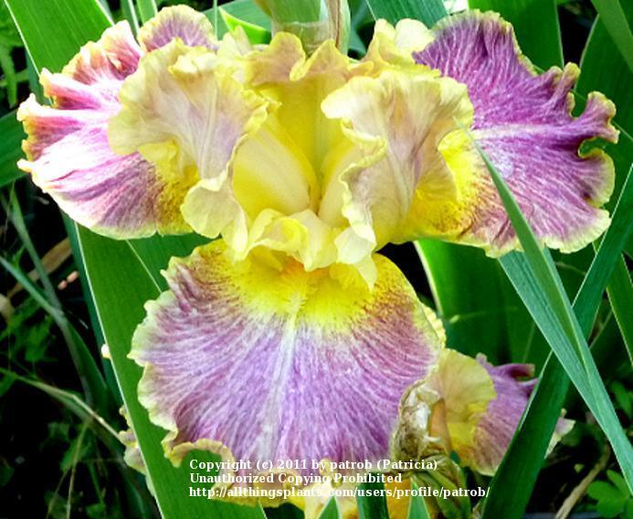 Photo of Tall Bearded Iris (Iris 'High Master') uploaded by patrob