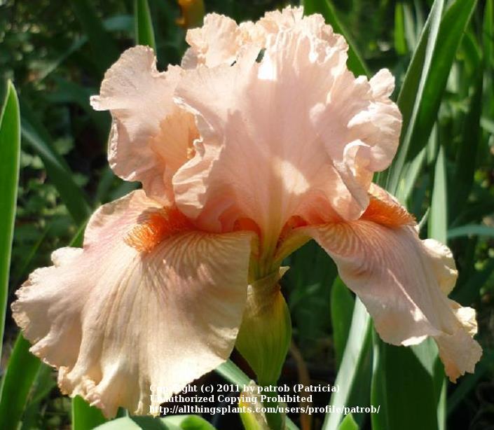 Photo of Tall Bearded Iris (Iris 'Augustine') uploaded by patrob