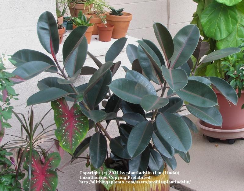 Photo of Rubber Plant (Ficus elastica) uploaded by plantladylin