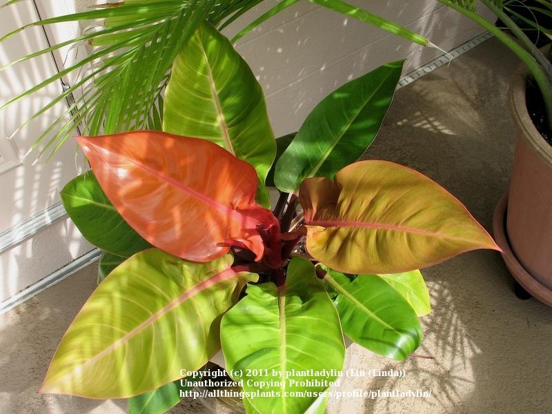 Photo of Philodendron 'Prince of Orange' uploaded by plantladylin