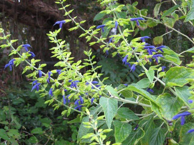 Photo of Mexican Sage (Salvia mexicana 'Limelight') uploaded by wcgypsy