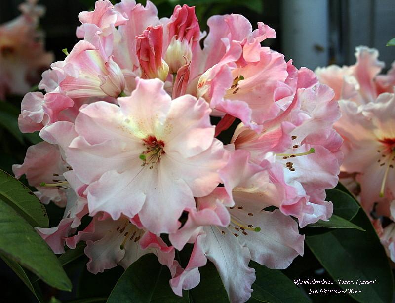 Photo of Rhododendron 'Lem's Cameo' uploaded by Calif_Sue