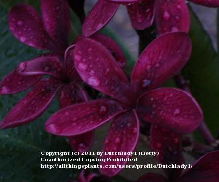 Photo of Plumeria (Plumeria rubra 'Scott Pratt') uploaded by Dutchlady1