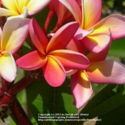 Location: Southwest Florida
Date: summer 2009
A very desirable and beautiful plumeria; aka 'Barbados Showgirl'