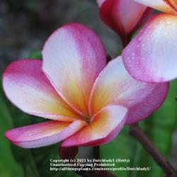 Location: Southwest Florida
Date: summer 2010s
A beautiful slightly cupped-shape flower named for notable plumer
