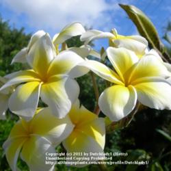Location: Southwest Florida
Date: summer 2009
Celadine is the plumeria most commonly used for Leis in Hawai'i b
