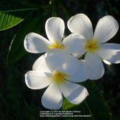 The 'classic' plumeria, extremely fragrant.