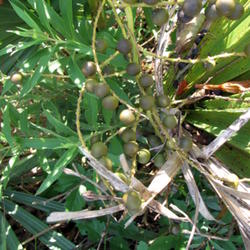 Location: Beaumont, Jefferson County, Texas
Date: September 6 2011
Maturing fruit. Fruit will be blue/black when mature.