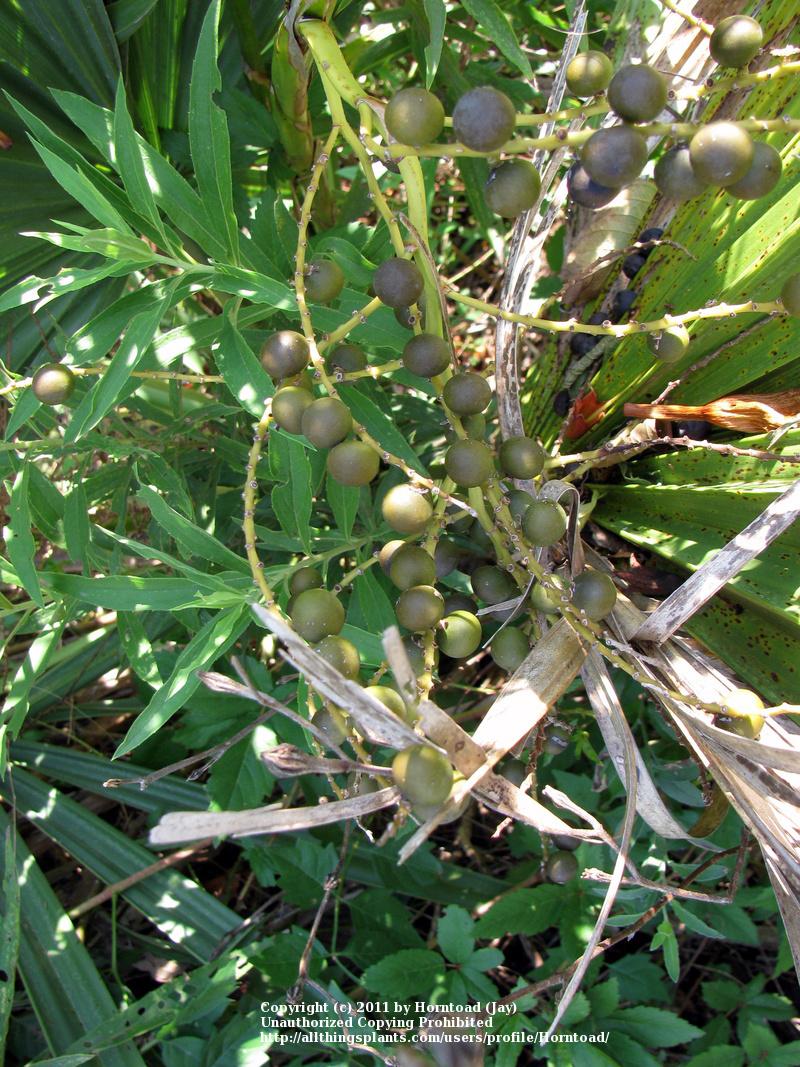 Photo of Dwarf Palmetto (Sabal minor) uploaded by Horntoad