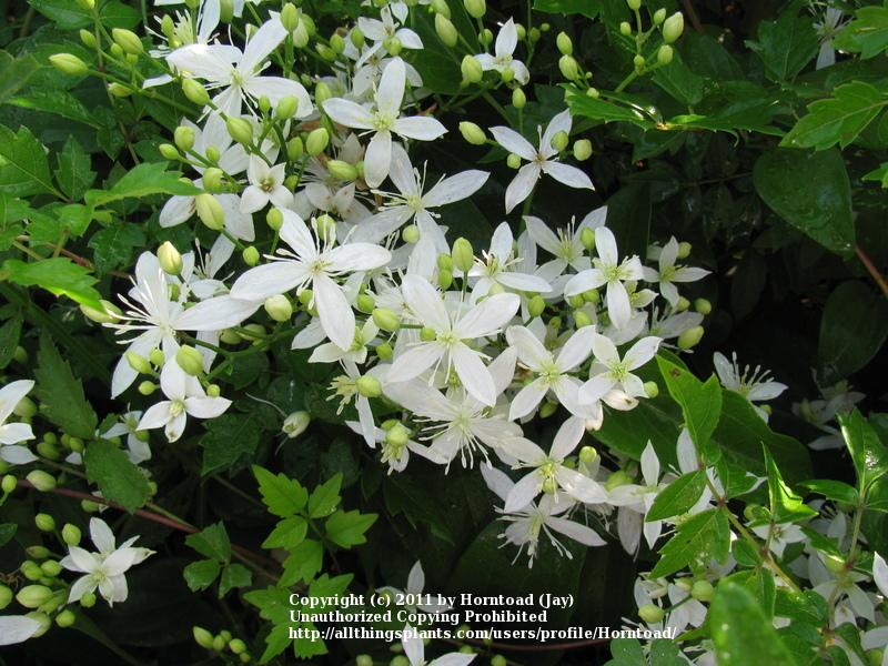 Photo of Sweet Autumn Clematis (Clematis terniflora) uploaded by Horntoad