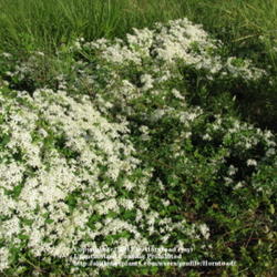 Location: Beaumont, Jefferson County, Texas
Date: September 6, 2011
Sweet Autumn Clematis covering grass along roadside.