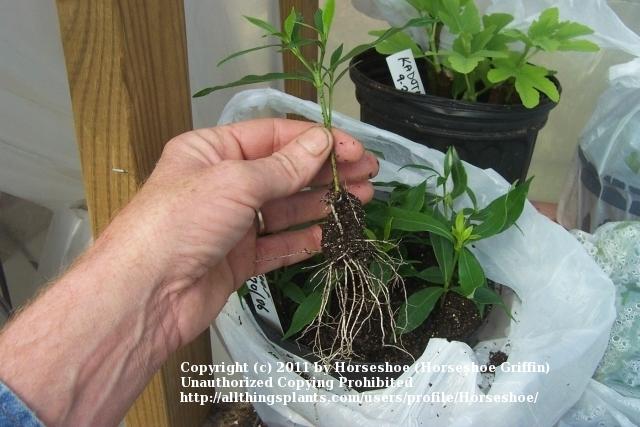 Photo of Gardenia (Gardenia jasminoides 'Frostproof') uploaded by Horseshoe