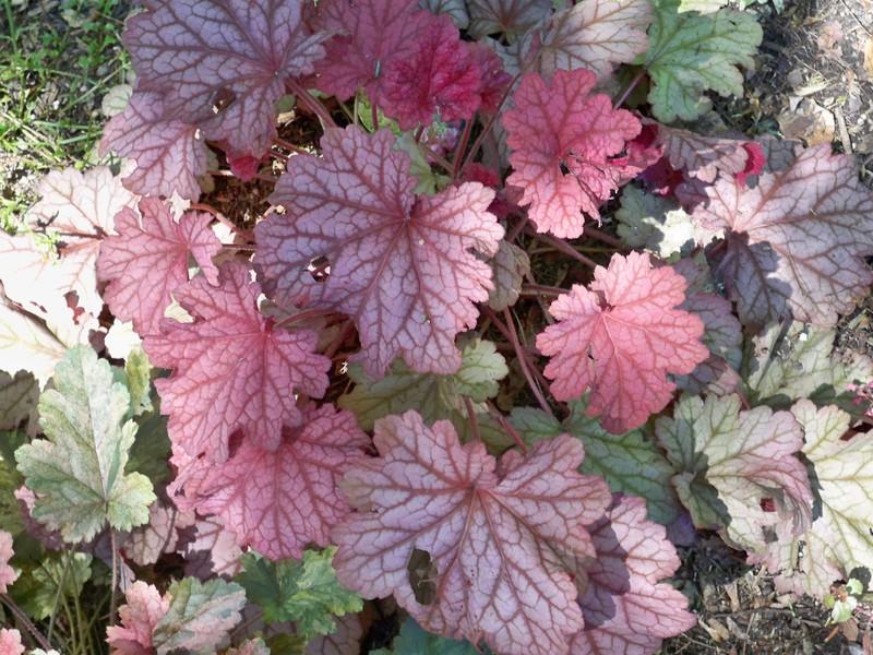 Photo of Coral Bells (Heuchera 'Berry Smoothie') uploaded by NJBob