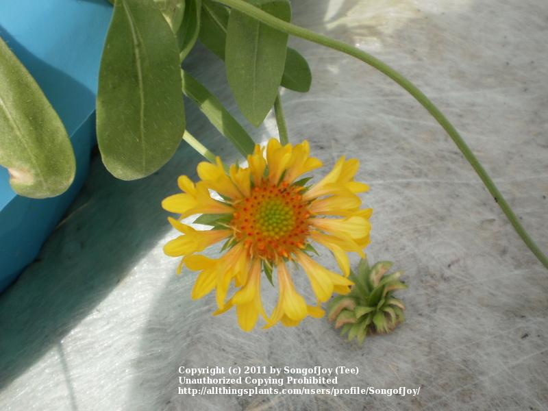 Photo of Blanket Flower (Gaillardia Commotion™ Moxie) uploaded by SongofJoy