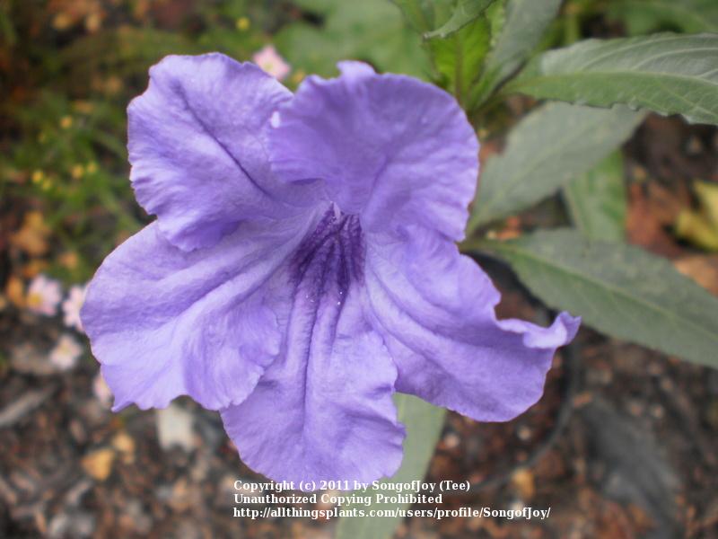 Photo of Mexican Petunia (Ruellia simplex 'Purple Showers') uploaded by SongofJoy