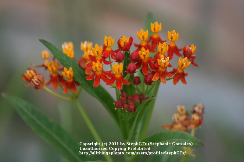 Photo of Tropical Milkweed (Asclepias curassavica) uploaded by StephGTx