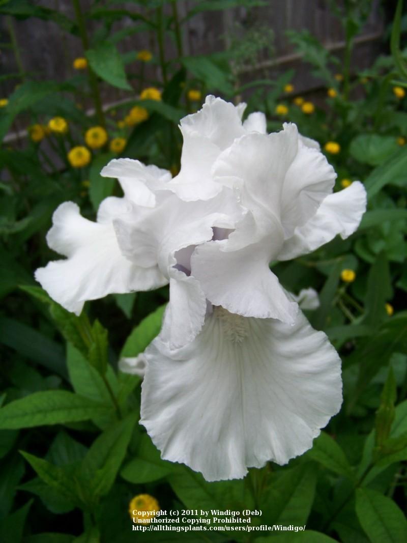 Photo of Tall Bearded Iris (Iris 'Platinum') uploaded by Windigo