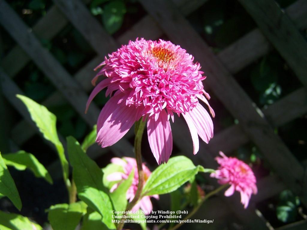 Photo of Coneflower (Echinacea 'Pink Double Delight') uploaded by Windigo