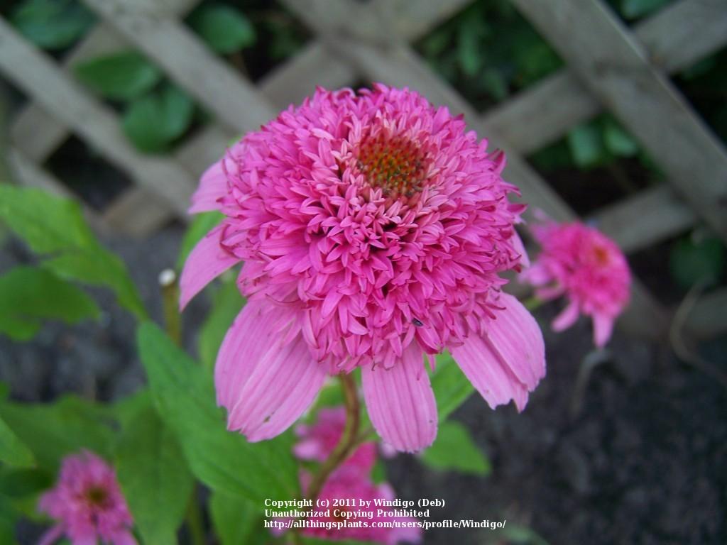 Photo of Coneflower (Echinacea 'Pink Double Delight') uploaded by Windigo