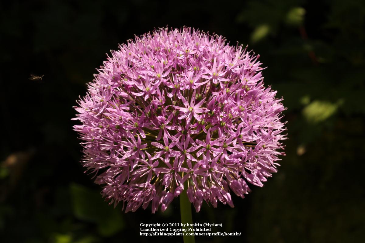 Photo of Flowering Onion (Allium aflatunense) uploaded by bonitin
