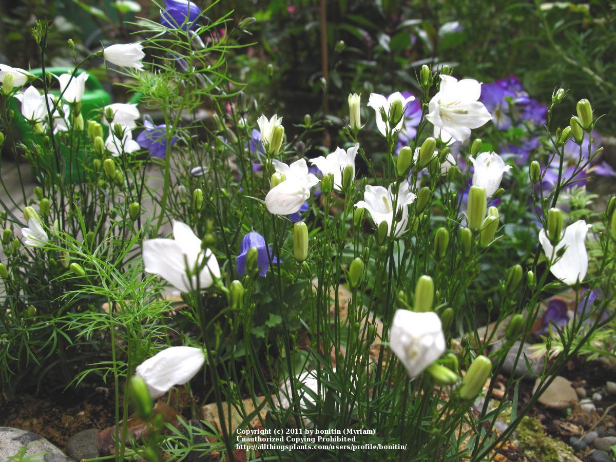 Photo of Scottish Harebell (Campanula rotundifolia) uploaded by bonitin