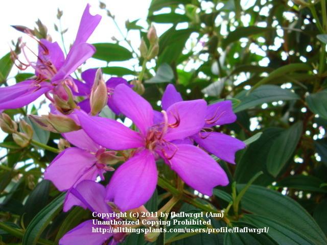 Photo of Glory Bush (Pleroma granulosum) uploaded by flaflwrgrl