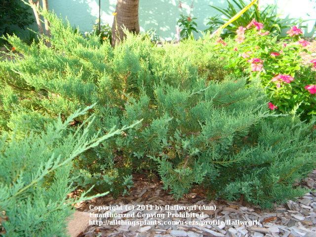 Photo of Parson's Juniper (Juniperus sabina var. davurica 'Parsonsii') uploaded by flaflwrgrl