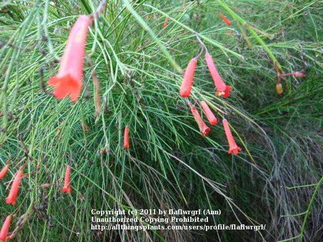 Photo of Firecracker Plant (Russelia equisetiformis) uploaded by flaflwrgrl