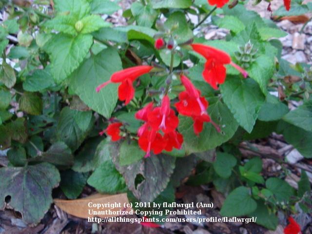 Photo of Salvia (Salvia coccinea Summer Jewel™ Red) uploaded by flaflwrgrl