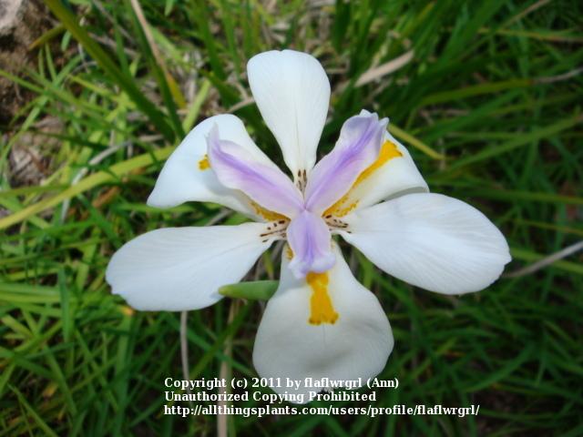Photo of Butterfly Iris (Dietes grandiflora) uploaded by flaflwrgrl