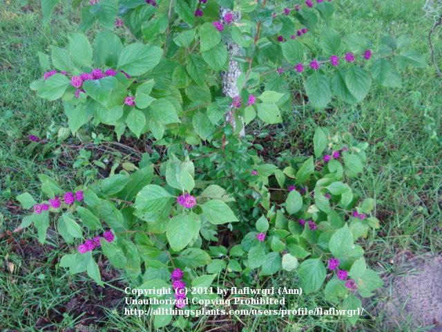Photo of American Beautyberry (Callicarpa americana) uploaded by flaflwrgrl