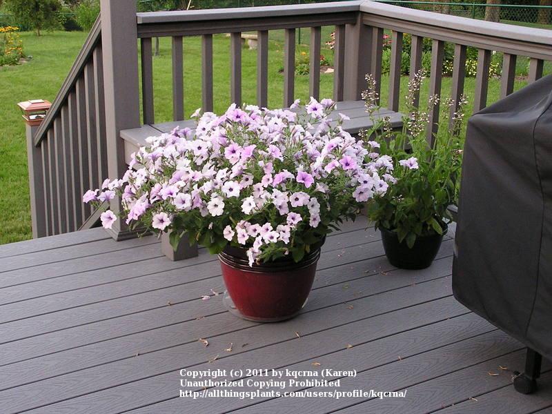 Photo of Multiflora Spreading/Trailing Petunia (Petunia Tidal Wave® Silver) uploaded by kqcrna