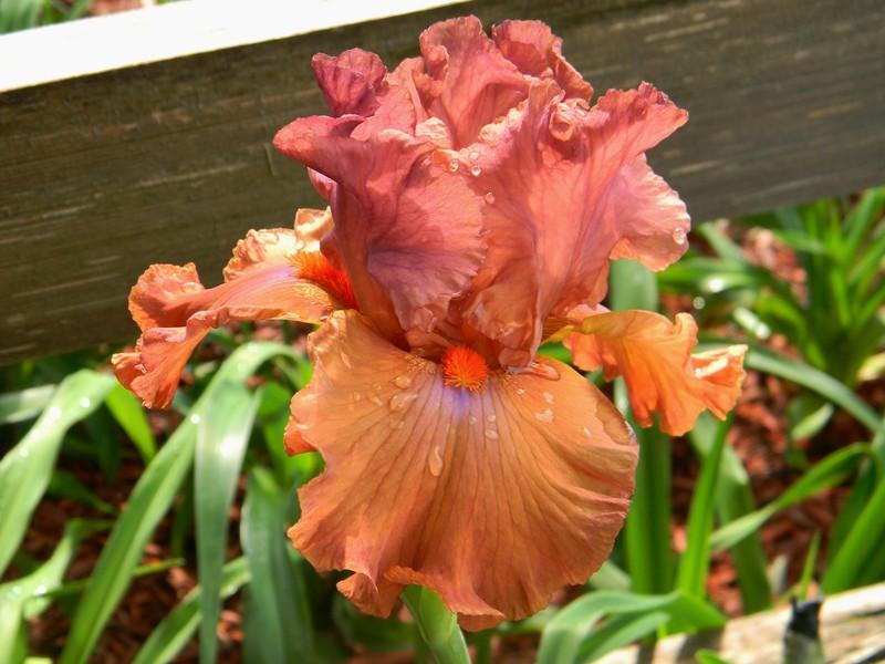 Photo of Tall Bearded Iris (Iris 'Safari Sunset') uploaded by mattsmom