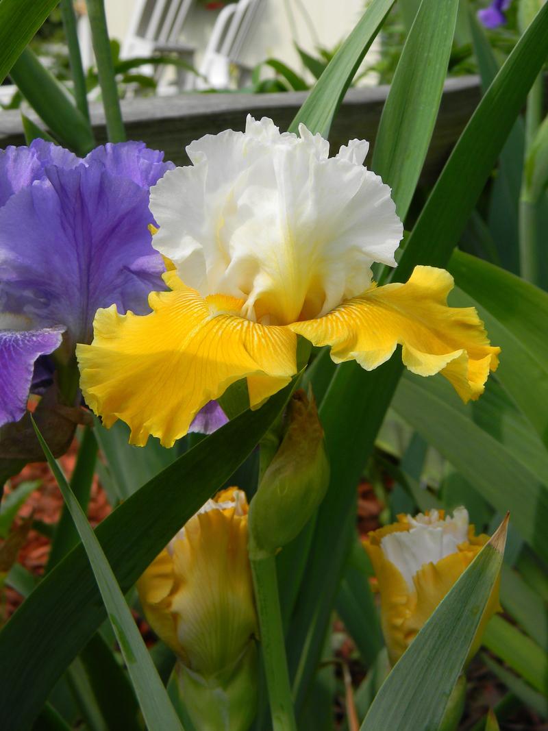 Photo of Tall Bearded Iris (Iris 'Aura Light') uploaded by mattsmom