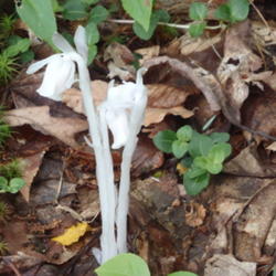Location: Western PA
Date: June 2011
Indian Pipe