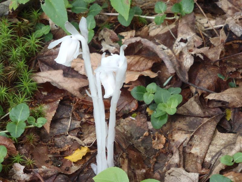 Photo of Indian Pipe (Monotropa uniflora) uploaded by philljm