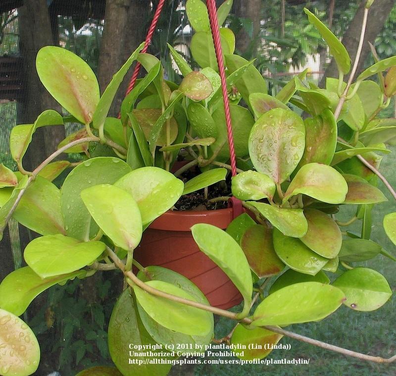 Photo of Wax Plant (Hoya australis subsp. tenuipes) uploaded by plantladylin