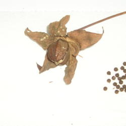 Location: Ocean Springs, MS
Date: September 2011
Seed pod and seeds