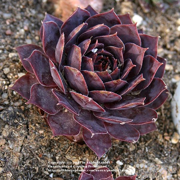 Photo of Hen and Chicks (Sempervivum 'Fuego') uploaded by tabby