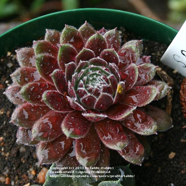Photo of Hen and Chicks (Sempervivum 'Director Jacobs') uploaded by tabby