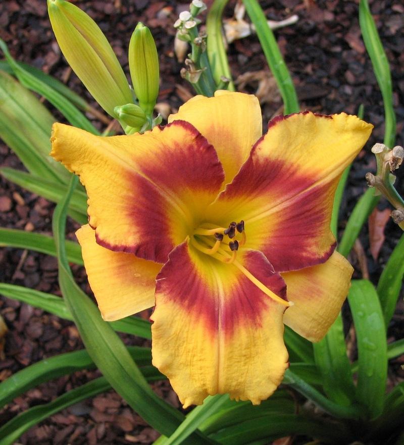 Photo of Daylily (Hemerocallis 'All American Tiger') uploaded by tink3472