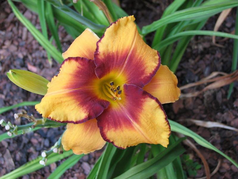 Photo of Daylily (Hemerocallis 'All American Tiger') uploaded by tink3472