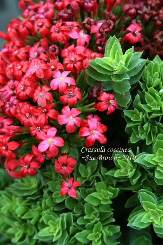 Photo of Red Crassula (Crassula coccinea) uploaded by Calif_Sue