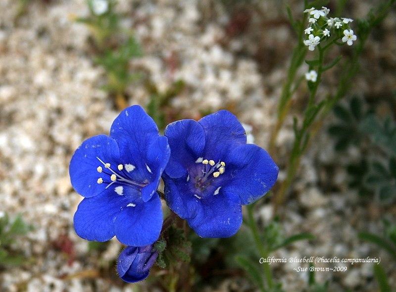 Photo of California Bluebells (Phacelia campanularia) uploaded by Calif_Sue