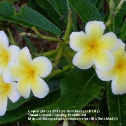 Location: Southwest Florida
Date: summer 2008
Mele Pa Bowman is thought to be a cross between Plumeria obtusa '